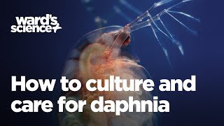 Caring and Culturing for Daphnia [upl. by Ahsitul341]