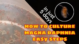 How to Culture Magna Daphnia Easily [upl. by Shipley]