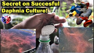 How to Culture Daphnia Successfully [upl. by Amsirac]