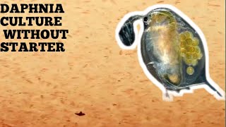 HOW TO CULTURE DAPHNIA NATURALLY WITHOUT A STARTER [upl. by Irol440]