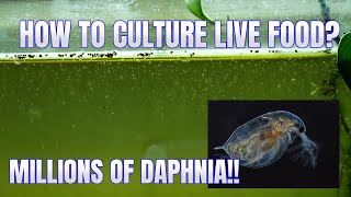 How to Culture Daphnia Secret Method to Breed MILLIONS  Simply Aquatic [upl. by Cut54]