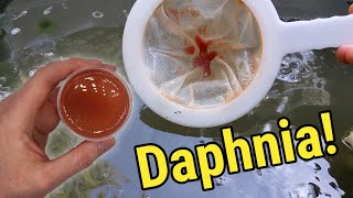 How I Culture Daphnia In Outdoor Tubs [upl. by Llenyr]