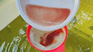 How to culture daphnia  Daphnia culture  How to grow daphnia outdoor [upl. by Aineg]