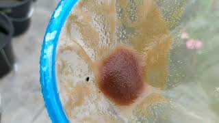 How to culture daphnia moina in a small container Part 1 English Subtitle [upl. by Nanor592]