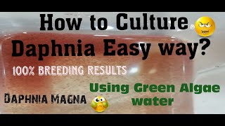 Daphnia MagnaHow to Culture Daphnia Easy wayCulturing Daphnia using Green water Daphnia [upl. by Ianahs]