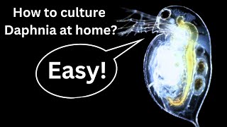 BEST Live Fish Food Beginner guide How to Culture Daphnia at home [upl. by Schou184]