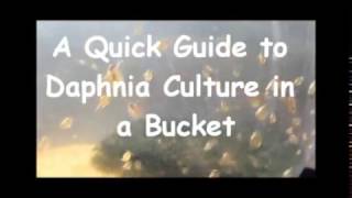 How to culture daphnia outside [upl. by Yusuk]