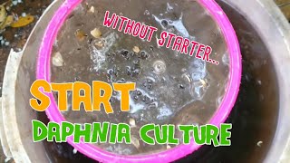 How to culture daphnia moina the easy way 1  Starting the Daphnia culture [upl. by Gnilrets700]