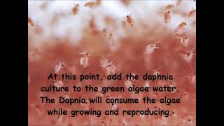 Daphnia  How to grow daphnia in your home [upl. by Pilar]