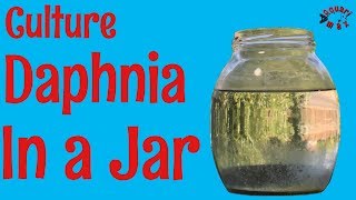 How to Culture Daphnia in a Jar [upl. by Nataline]