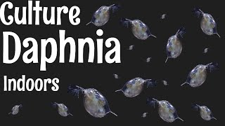 How to Culture Daphnia [upl. by Oconnor]