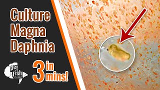 How to culture DAPHNIA MAGNA  The easy way [upl. by Ednyl]