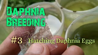 Daphnia Culture made simple and easy 3  Hatching Daphnia eggs [upl. by Danni]