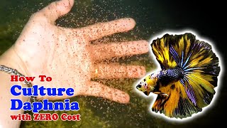 How to Culture Daphnia with ZERO Cost  Unlimited Live Food For Our Fish [upl. by Odlareg]