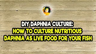 DIY Daphnia Culture How to Culture Nutritious Daphnia as Live Food for Your Fish [upl. by Nareht285]