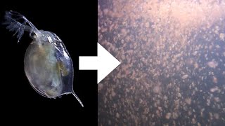 How I Culture Daphnia [upl. by Halilak]