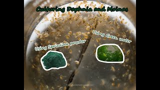 How To Culture Daphnia and Moinas using Green Water Spirulina powder [upl. by Aivataj]