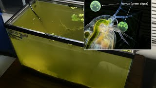 Raising Daphnia for the Freshwater Aquarium [upl. by Pier759]