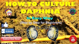 HOW TO CULTURE DAPHNIA In Easy Way [upl. by Aiclef]